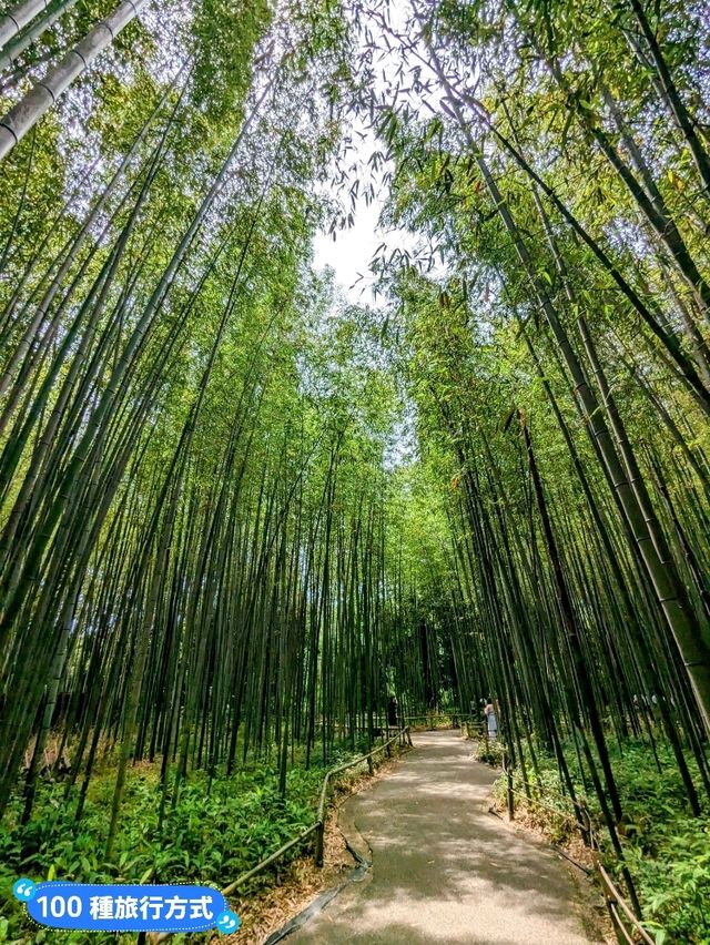 日本京都-參天竹林密境的嵐山之美