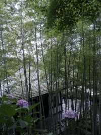 鎌倉三大賞花勝地：長谷寺的繡球花小路
