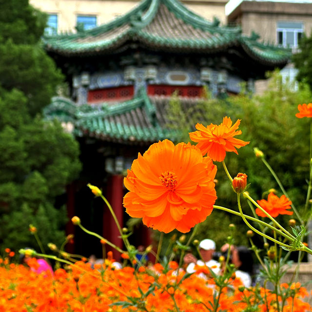 Flower show at Beijing BeiHai Park 