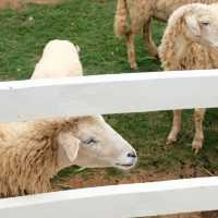 Bucolic | คาเฟ่วิวสุดปังในเขาใหญ่