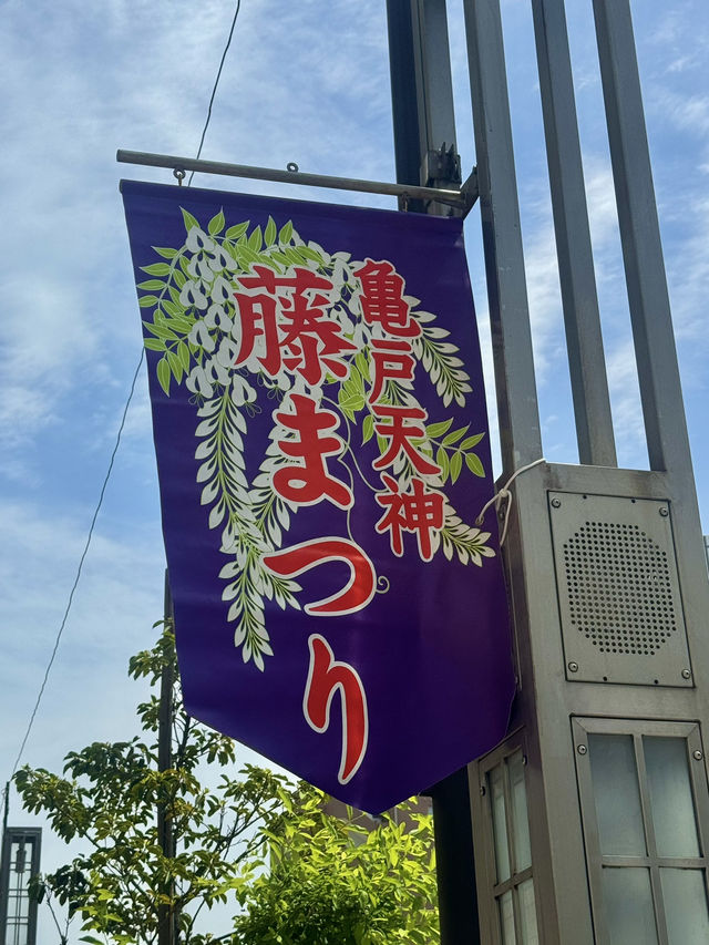 藤とスカイツリーが楽しめるスポット🪻🗼