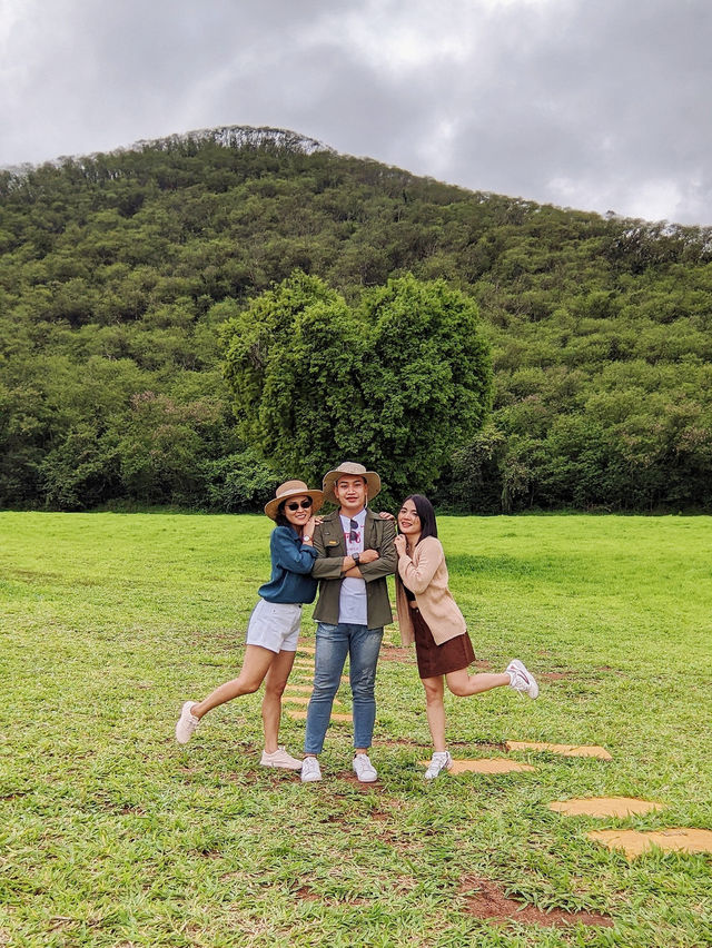 ต้นไม้รูปหัวใจ ❤️ หนึ่งเดียวในเขาใหญ่