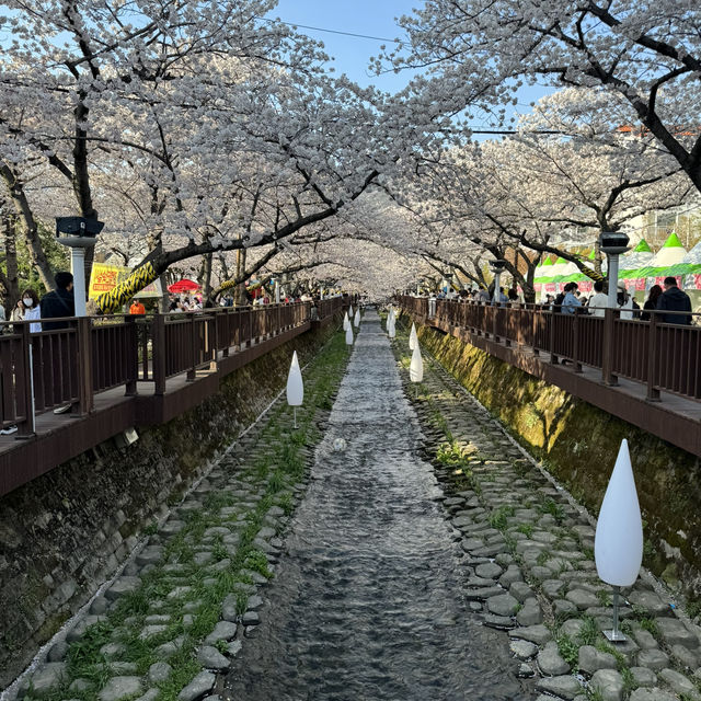 韓國鎮海賞櫻之旅～