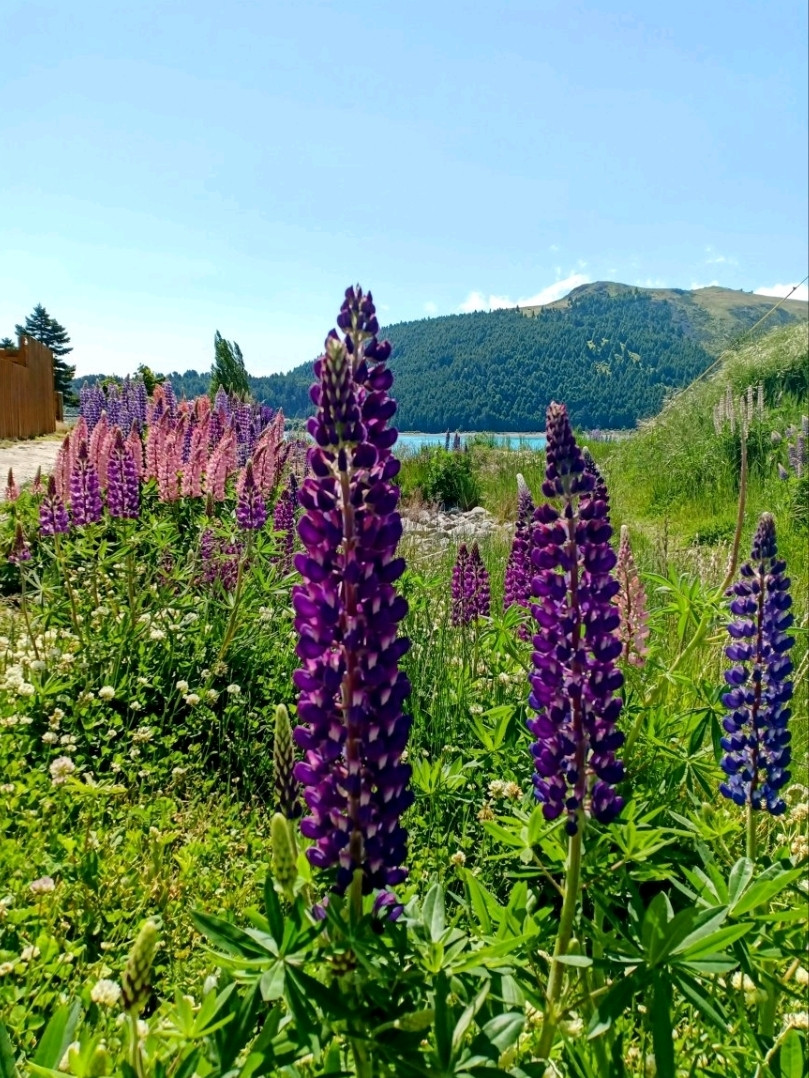 🇳🇿 Lupin Flowers in Full Bloom📍Lake Tekapo | Trip.com Gammack