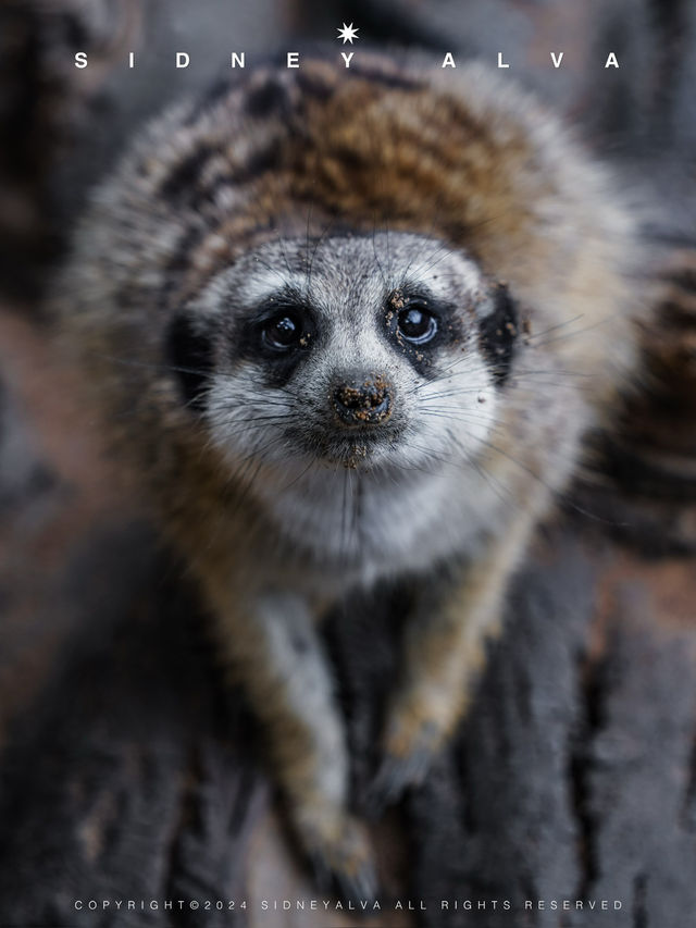 到動物園去班味，拯救不開心🦝🦒🦓🐅🦧