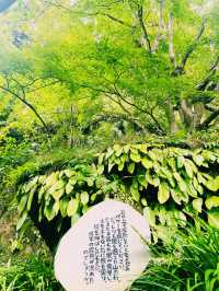 【神奈川県/北鎌倉　秋の明月院も趣がある庭園や風景を堪能できてオススメ！】