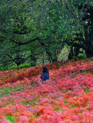 【埼玉縣】幸手權現堂