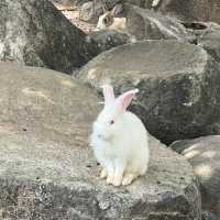 Phu Kwai Ngern, Loei province, Thailand