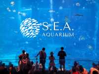 รีวิว S.E.A. Aquarium🇸🇬 