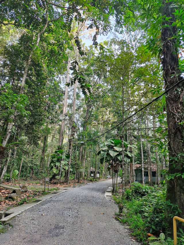 Escape to Nature: Sungai Congkak Recreational Forest