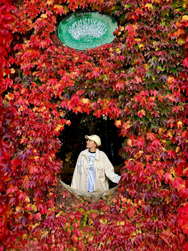 Red Leaves at Farm Tomita, Hokkaido ♥️