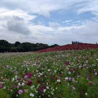 Kochia in Scarlet Red @ Hitachi Seaside Park 