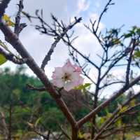 #櫻花盛開
