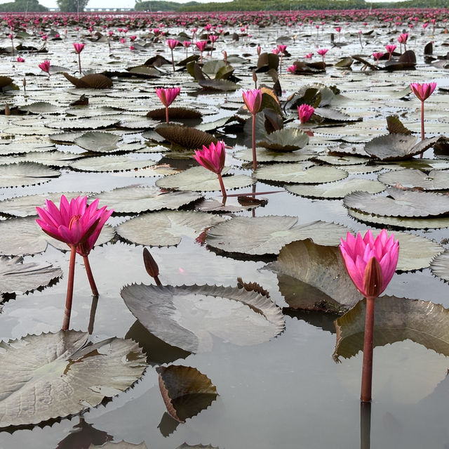 Lotus Paradise: Exploring the Beauty of Thale Noi in Phattalung!