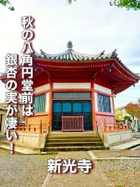 【埼玉県】秋の八角円堂前は銀杏の実が凄い！