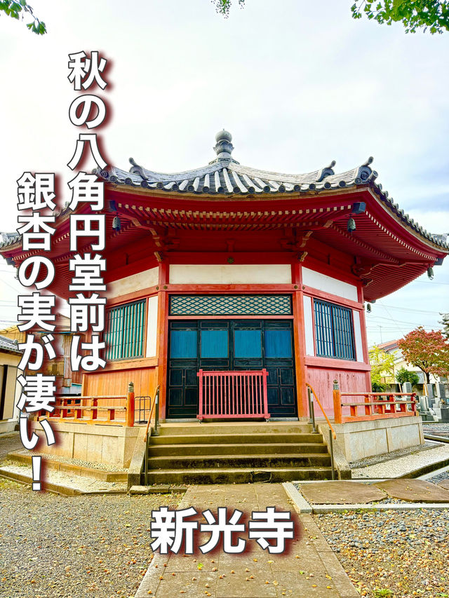 【埼玉県】秋の八角円堂前は銀杏の実が凄い！
