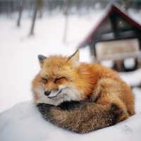 【宮城】蔵王キツネ王国🦊