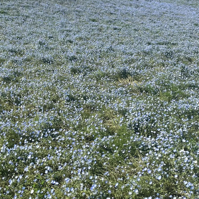 季節の💐花を観に行こう！