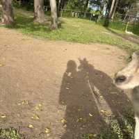BRISBANE可以直接上手摸袋鼠的動物園🦘!!!