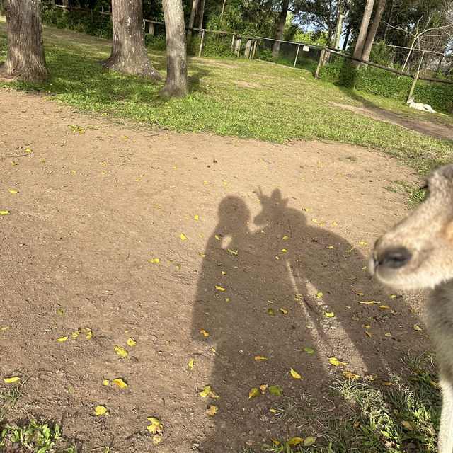 BRISBANE可以直接上手摸袋鼠的動物園🦘!!!