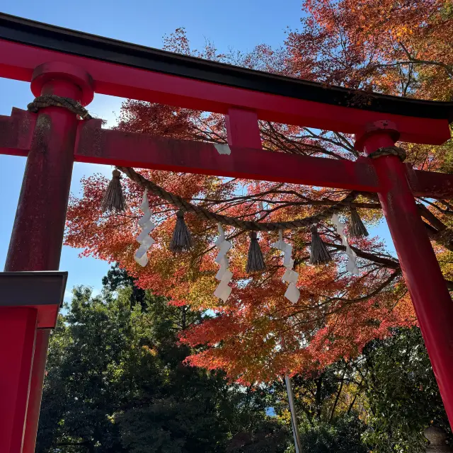 การเดินทางท่องเที่ยวใกล้โตเกียวในหนึ่งวัน - ปีนเขาทาคาโอะชมใบไม้เปลี่ยนสี