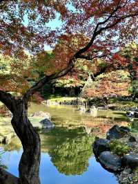 【東京×紅葉🍁スポット巡り】  旧古河庭園  薔薇と紅葉が愛でられる