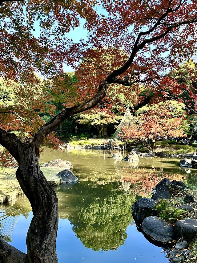 【東京×紅葉🍁スポット巡り】  旧古河庭園  薔薇と紅葉が愛でられる