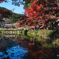  Monet's pond
