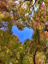 京都 ❤︎ 紅葉のリフレクションが素敵🍁✨秋のおすすめスポット❤︎