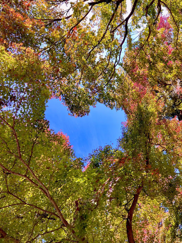 京都 ❤︎ 紅葉のリフレクションが素敵🍁✨秋のおすすめスポット❤︎