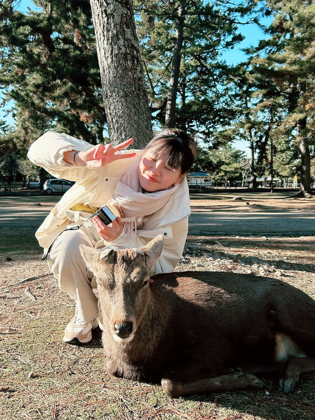 大阪｜奈良公園｜與小鹿互動🦌