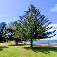 Exploring the Royal Botanic Garden, a wholeheartedly relaxation and peaceful escape!