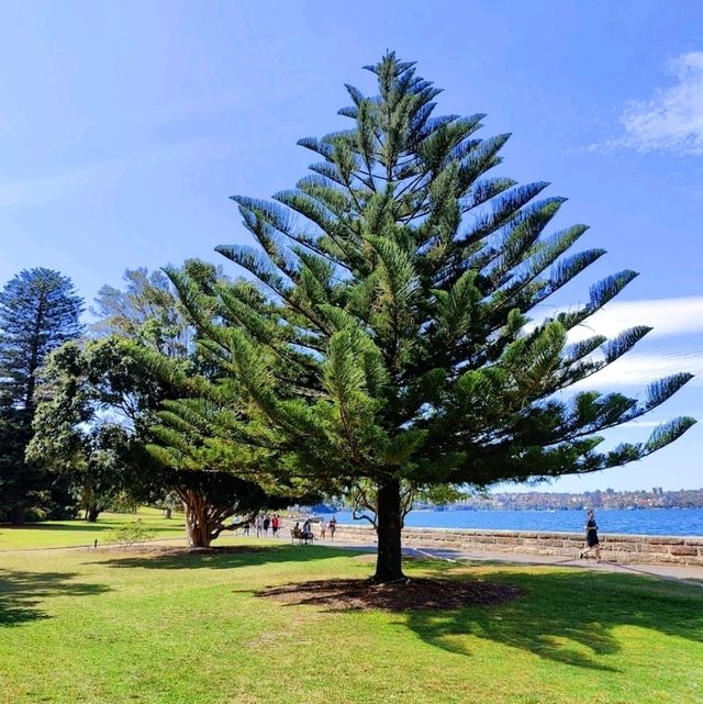 Exploring the Royal Botanic Garden, a wholeheartedly relaxation and peaceful escape!