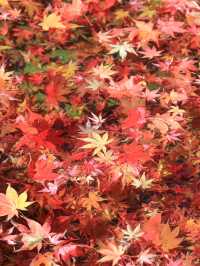 📍 【栃木】鹿沼市の彩る紅葉
