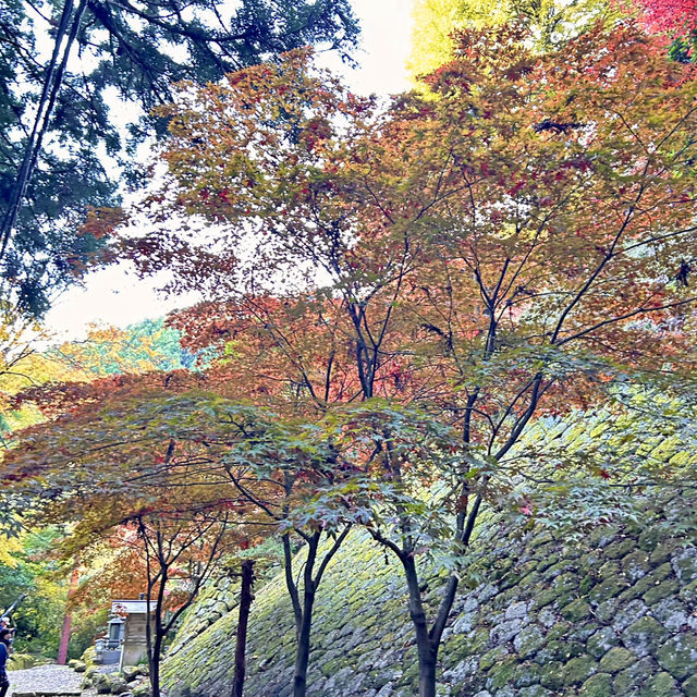 大観山展望台+箱根大山お寺