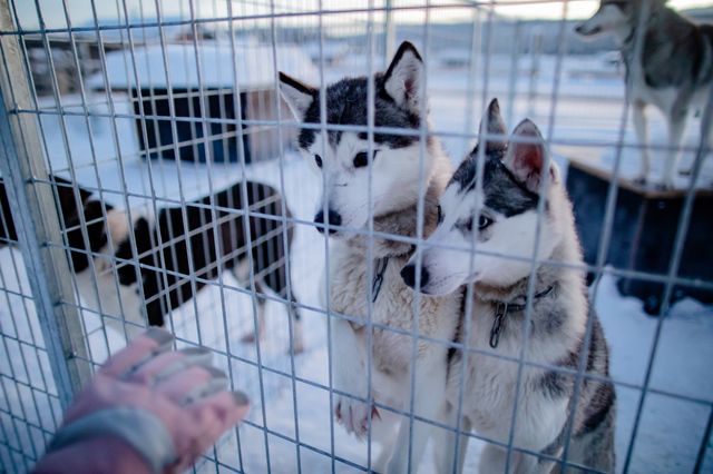 芬蘭拉普蘭的暖心體驗：Inari Reindeer Farm