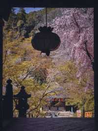 【春の奈良長谷寺】奈良の桜おすすめスポット