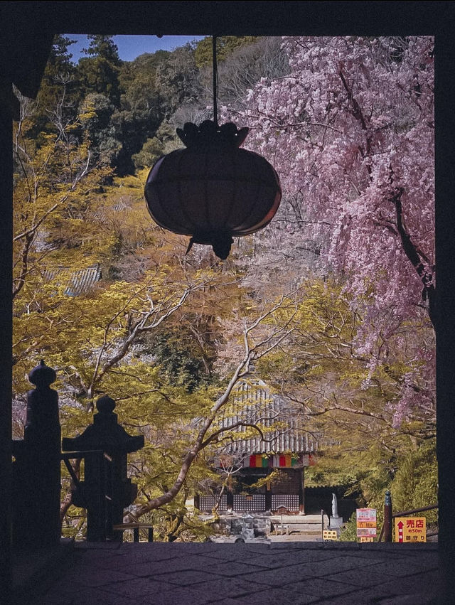 【春の奈良長谷寺】奈良の桜おすすめスポット