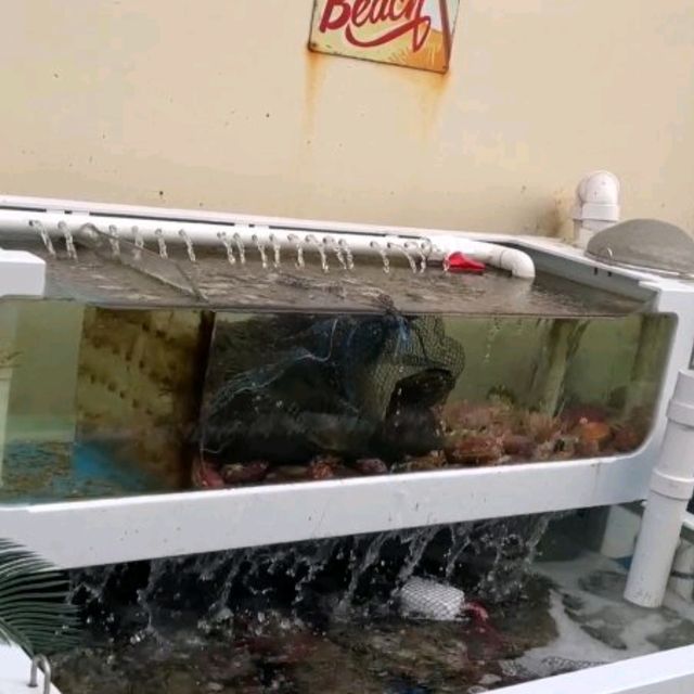분위기 좋은 조개구이집, 고급스러운 분위기의 조개드림피쉬!
