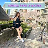 ซากุระบาน ที่  Sumida park  Asakusa