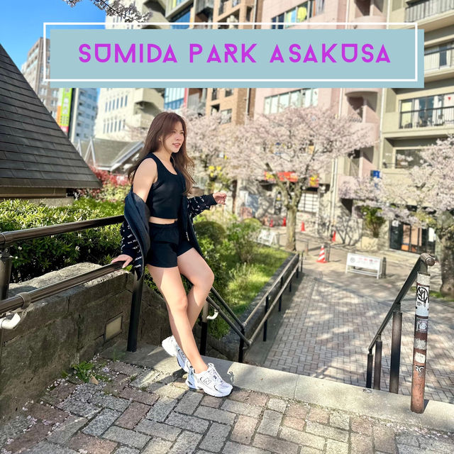 ซากุระบาน ที่  Sumida park  Asakusa