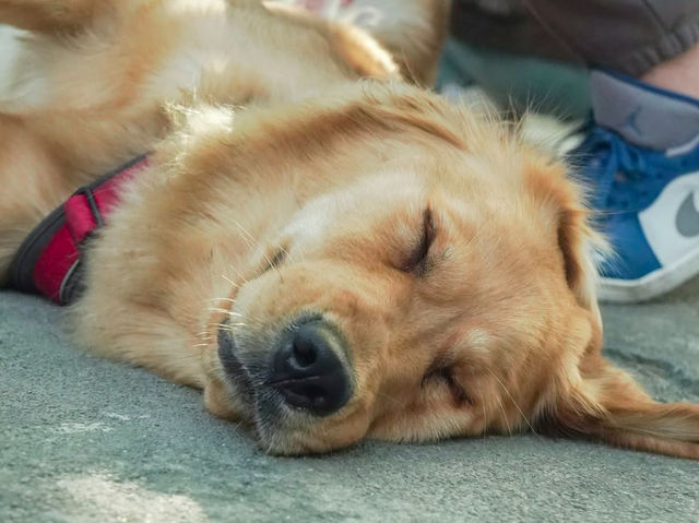 新竹｜超萌寵物餐廳竟然有11隻黃金獵犬！