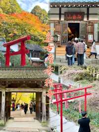 名古屋香積寺-鳥居、寺廟、紅葉與藍天，構成絕美畫面