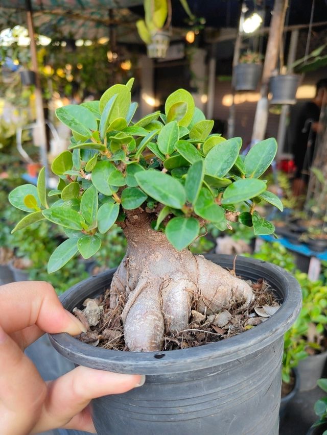 ตลาดต้นไม้จตุจักร 2025🍀
