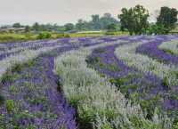 I Love Flower Farm