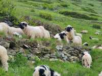 Zermatt - car-free town and blacknosed sheep