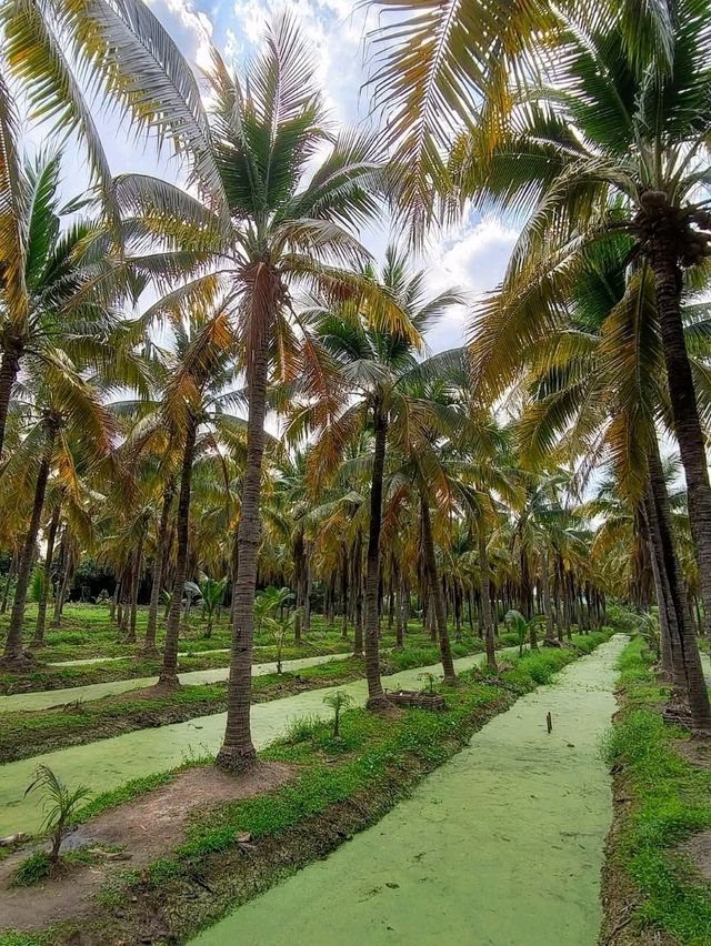 Coconut Market 清邁周末限定的「椰林市集」