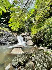 Nature’s Paradise: Hiking Lamington National Park