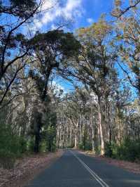 Boranup Forest Viewpoint