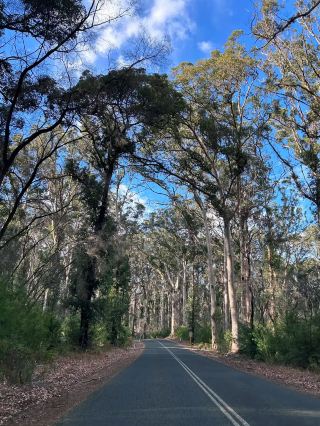 Boranup Forest Viewpoint